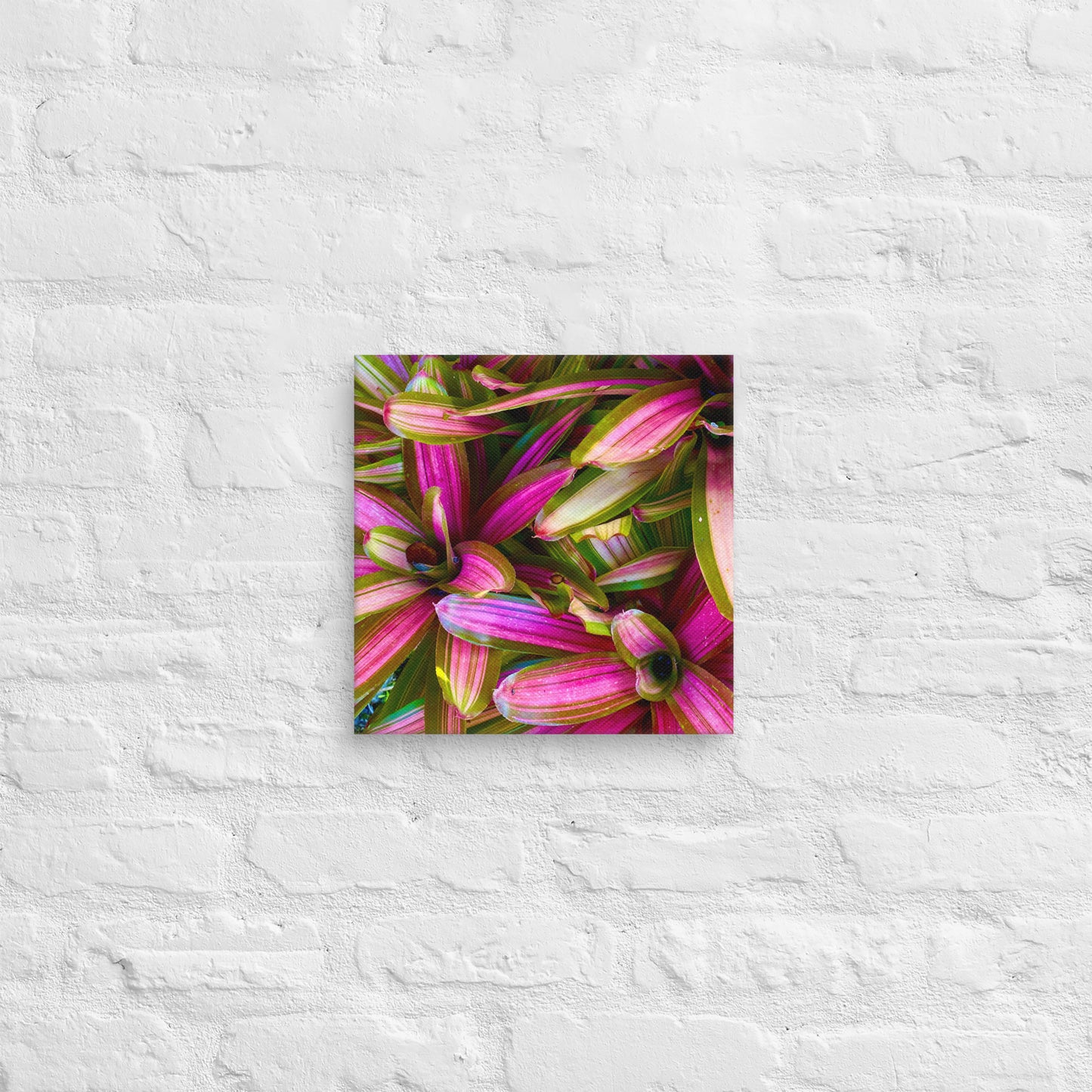Caladium Fiesta - Canvas Art