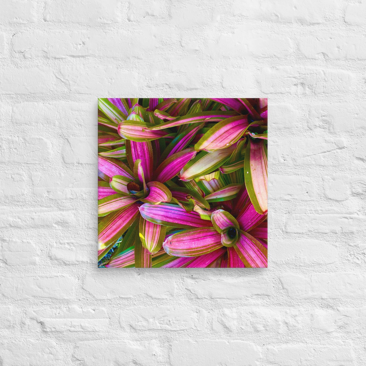 Caladium Fiesta - Canvas Art