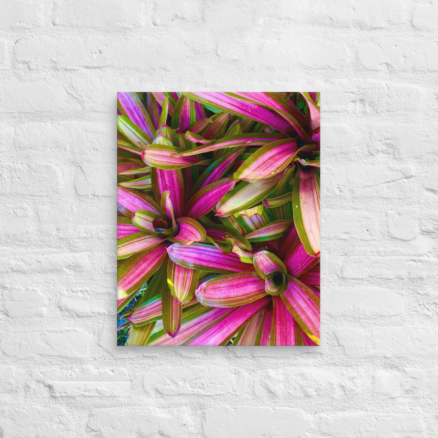 Caladium Fiesta - Canvas Art