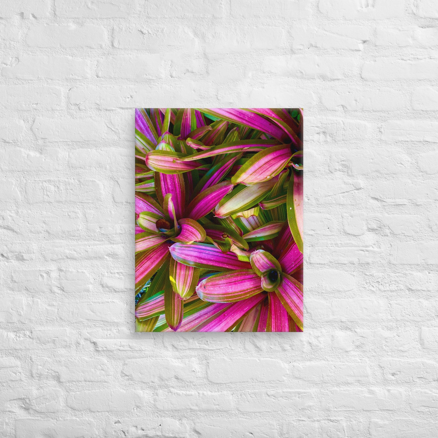 Caladium Fiesta - Canvas Art