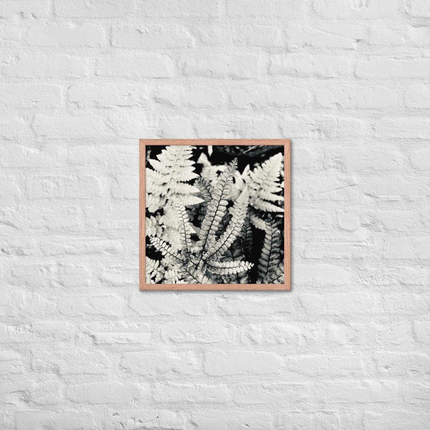Volcano Fern - Framed Art
