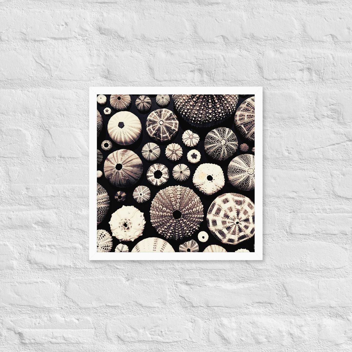 Urchin Glad You Came? - Framed Art -(black background)