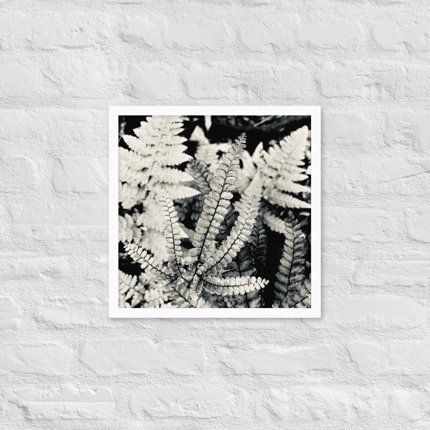 Volcano Fern - Framed Art