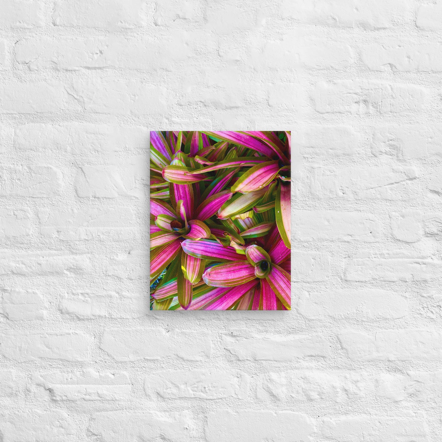 Caladium Fiesta - Canvas Art