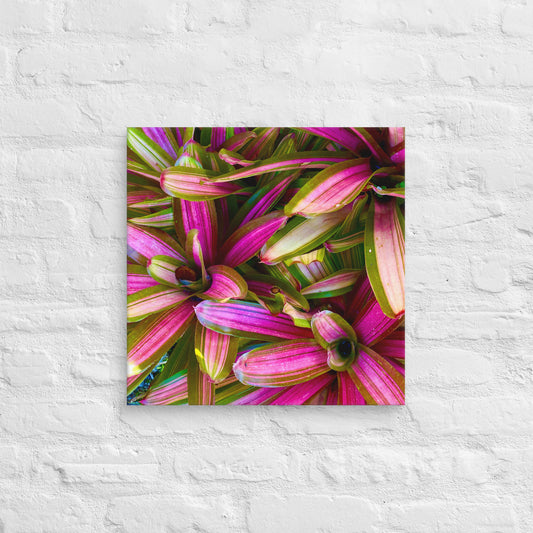 Caladium Fiesta - Canvas Art