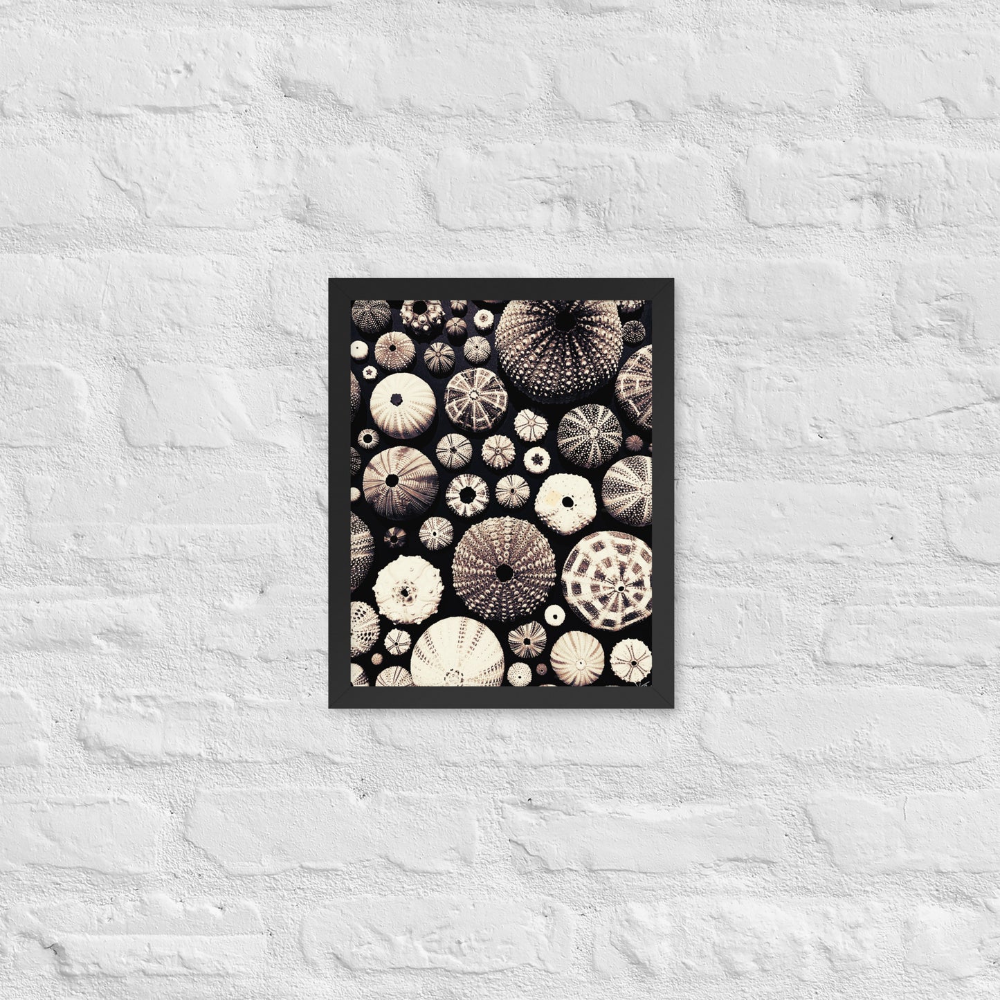 Urchin Glad You Came? - Framed Art -(black background)