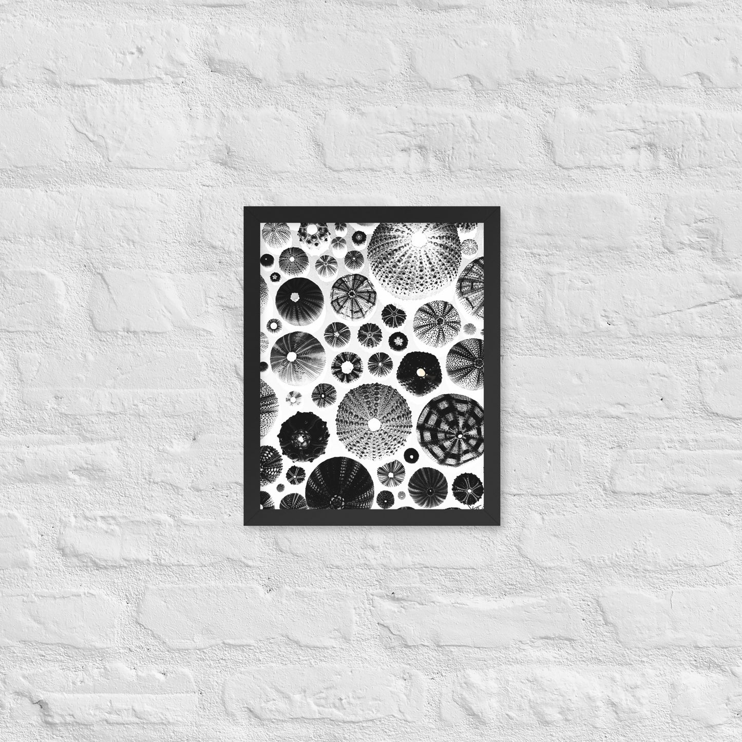 Urchin Glad You Came? - Framed Art -(White Background)