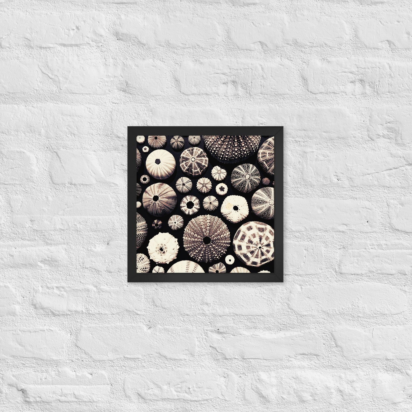 Urchin Glad You Came? - Framed Art -(black background)