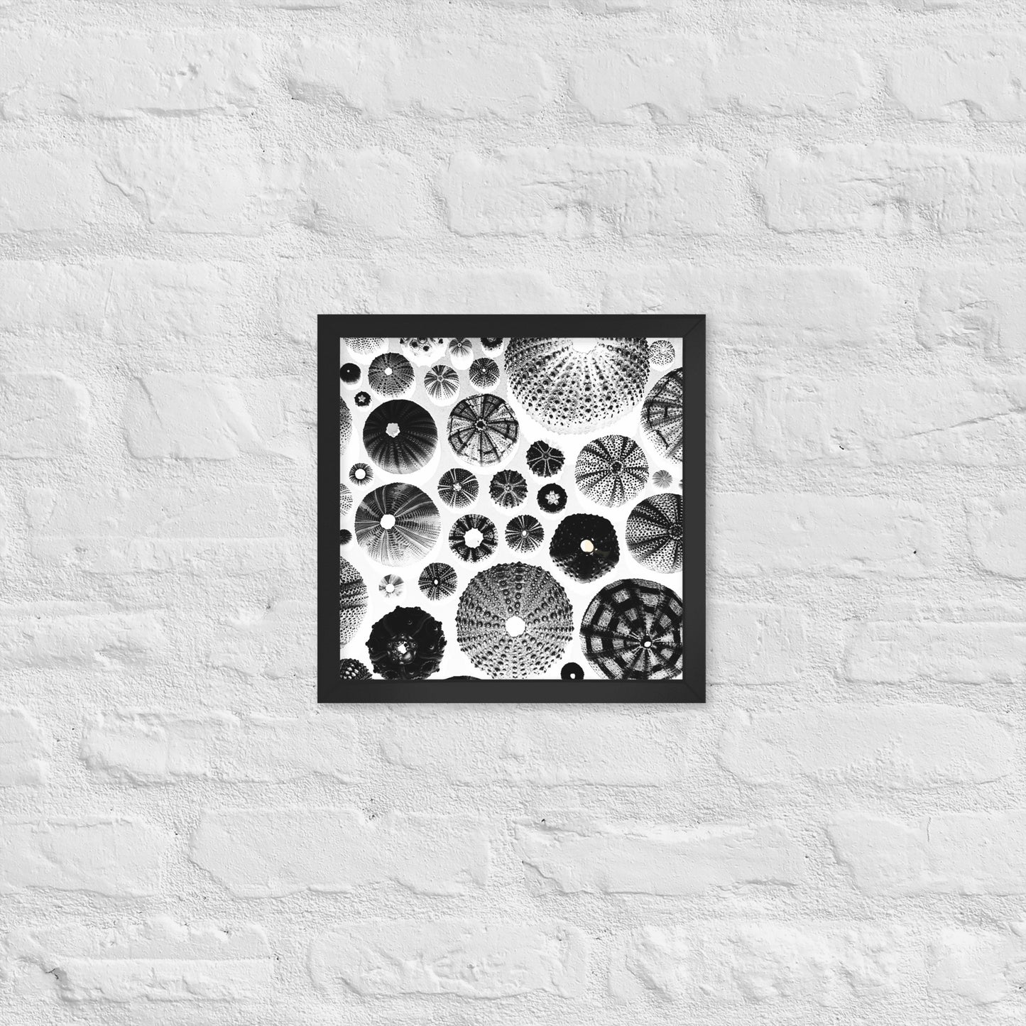 Urchin Glad You Came? - Framed Art -(White Background)
