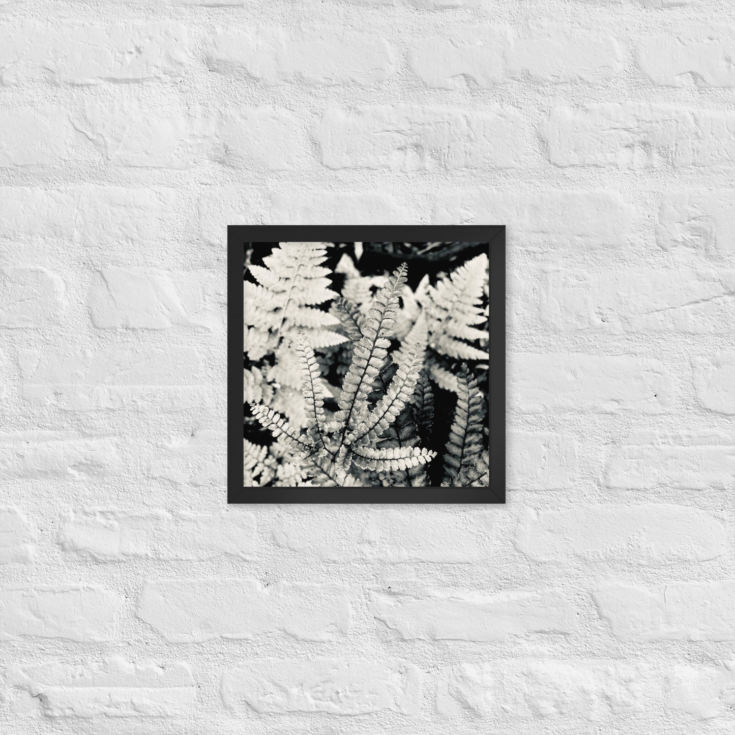 Volcano Fern - Framed Art