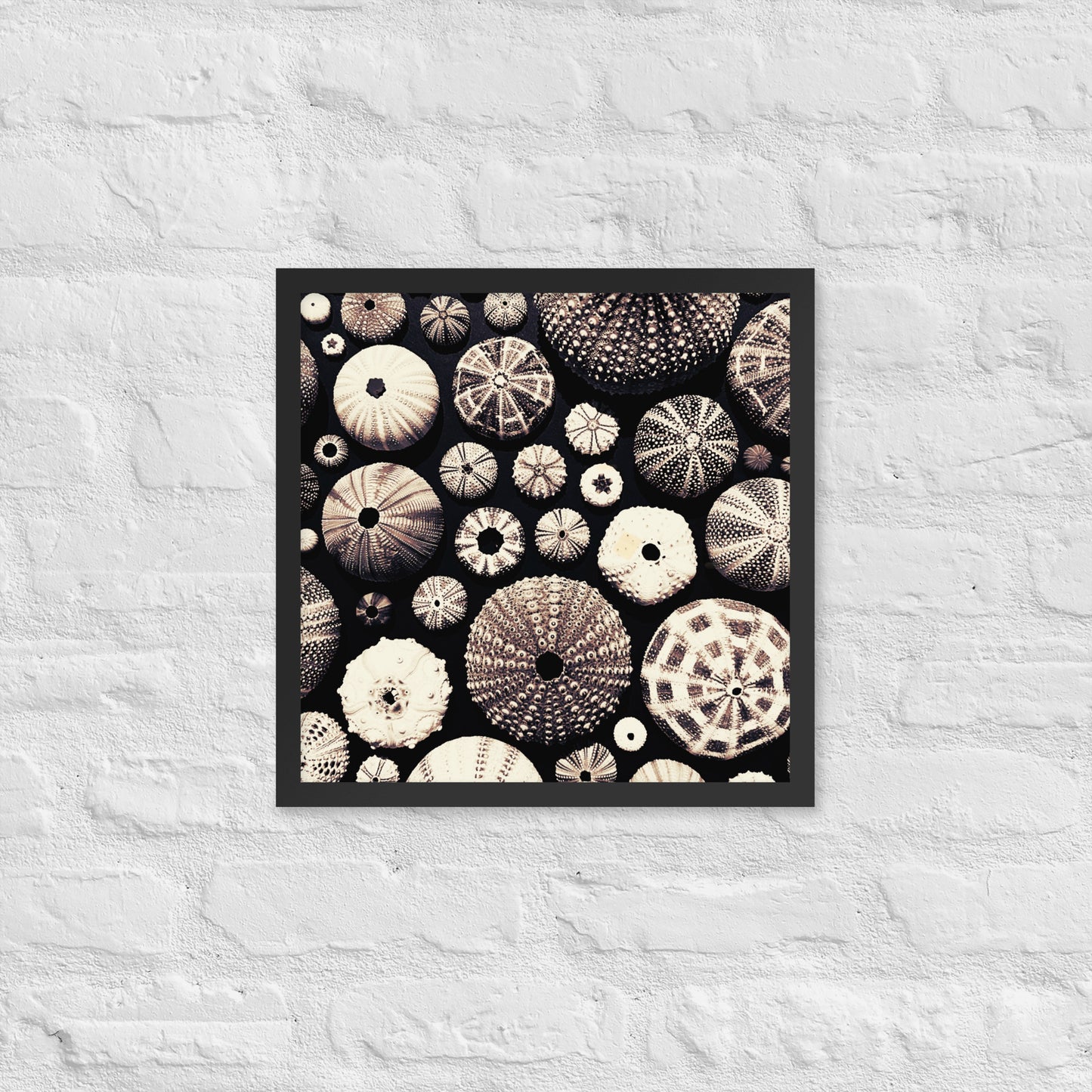 Urchin Glad You Came? - Framed Art -(black background)