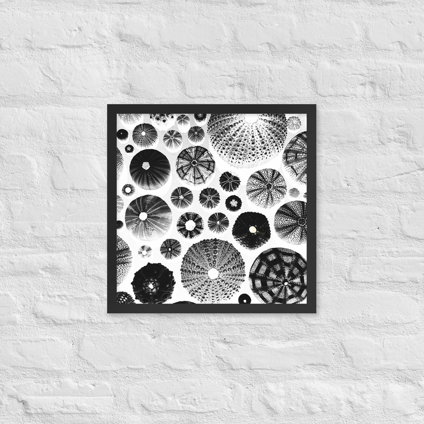 Urchin Glad You Came? - Framed Art -(White Background)