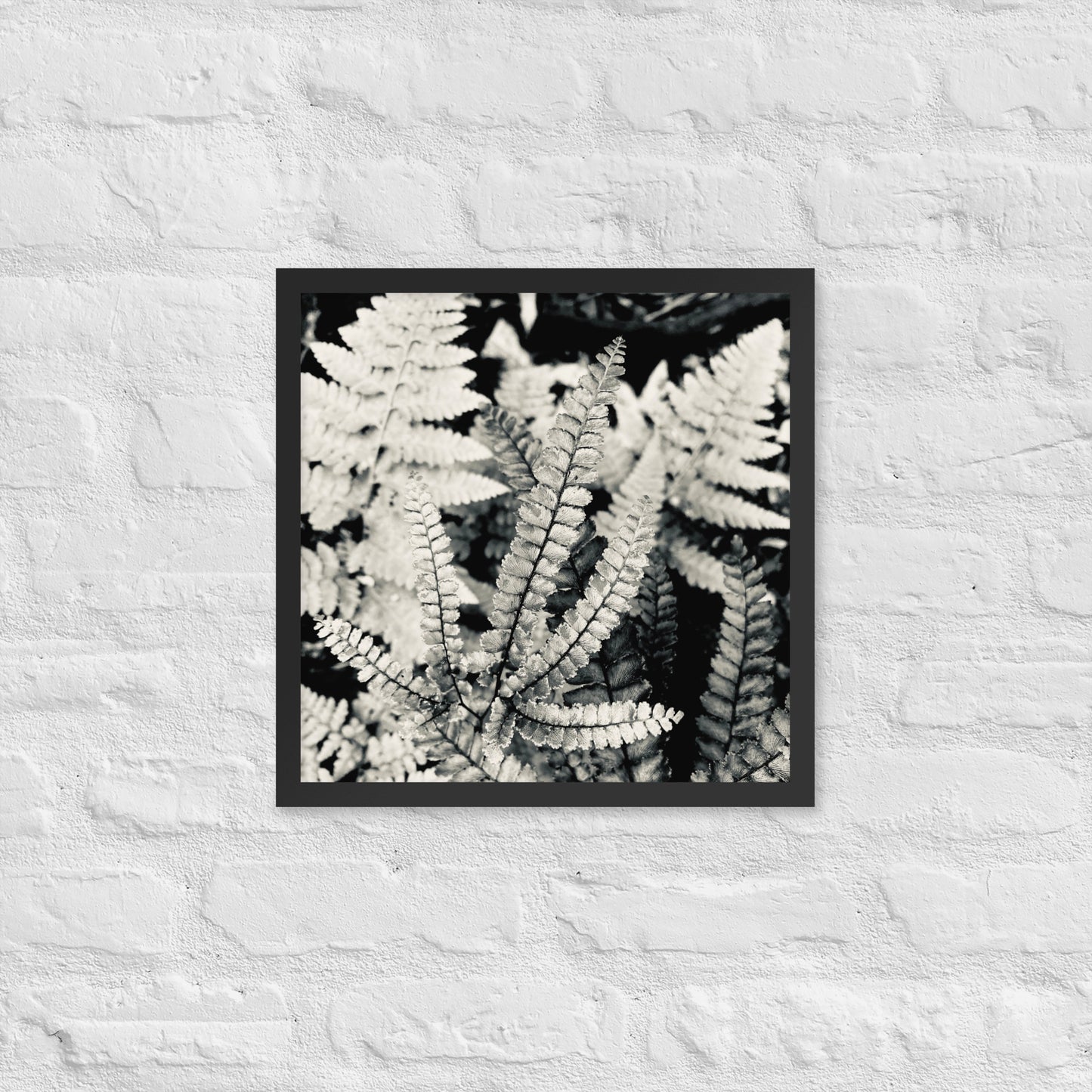Volcano Fern - Framed Art