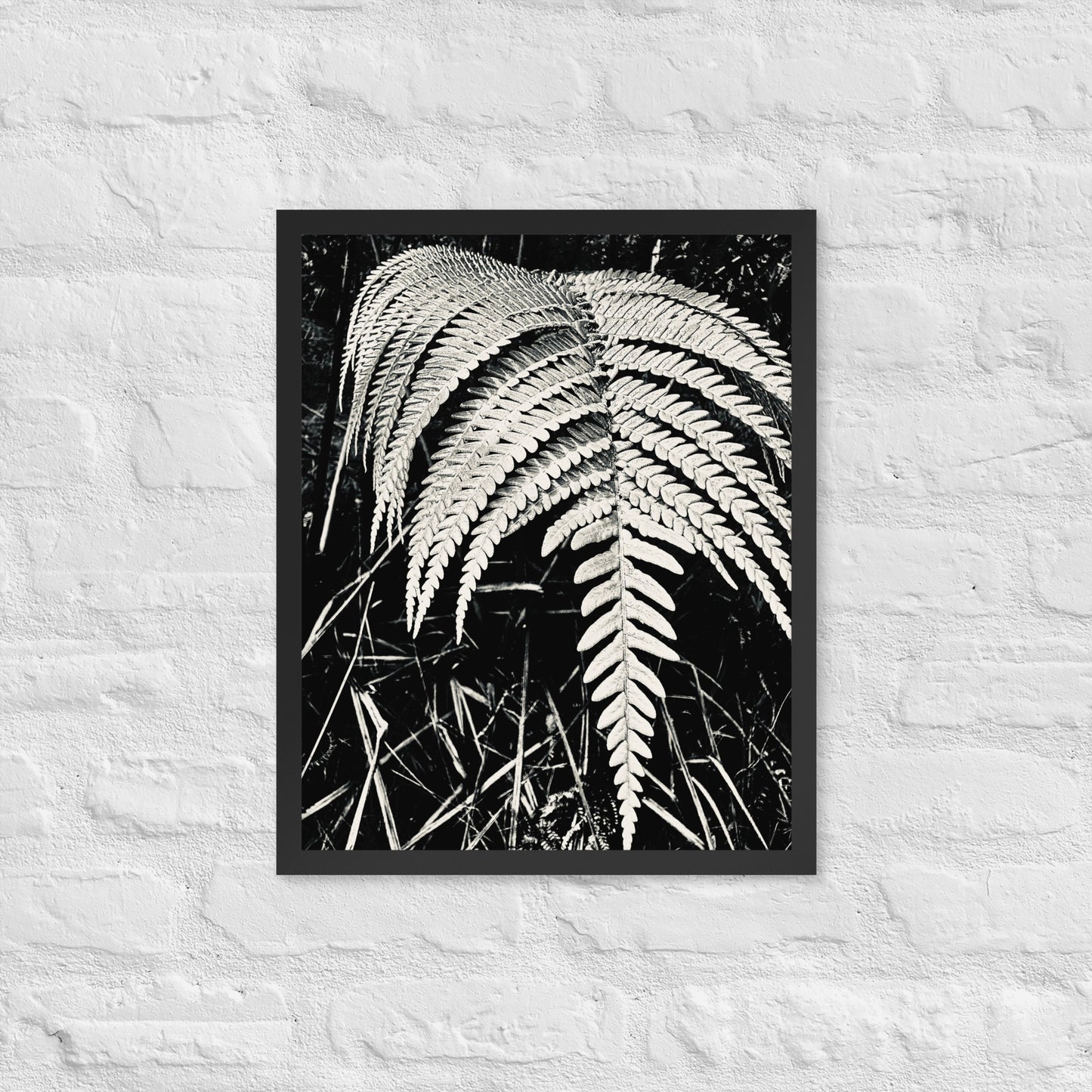 Fernology - Framed Art