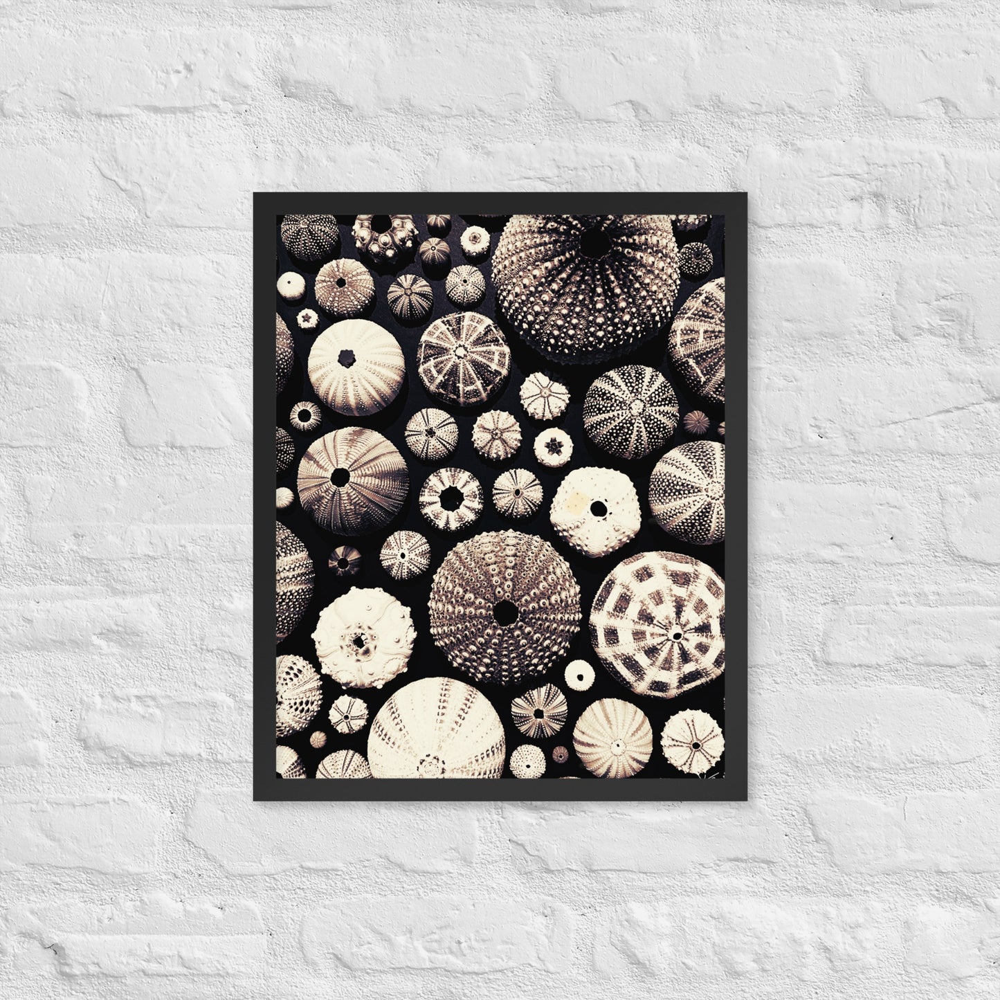 Urchin Glad You Came? - Framed Art -(black background)