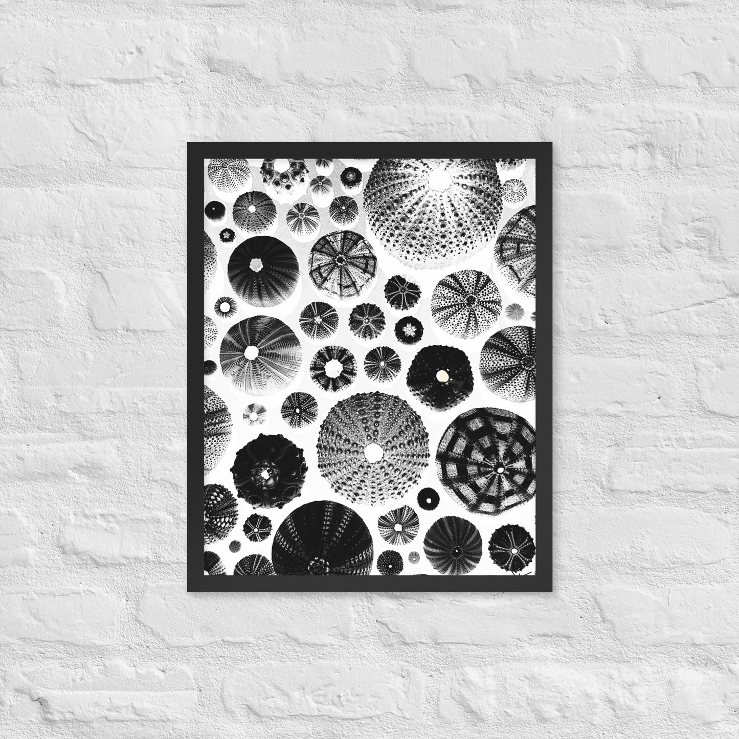 Urchin Glad You Came? - Framed Art -(White Background)