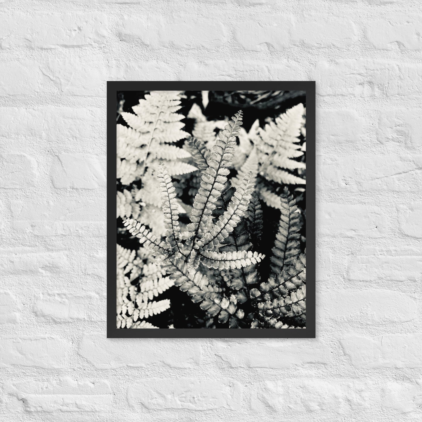 Volcano Fern - Framed Art