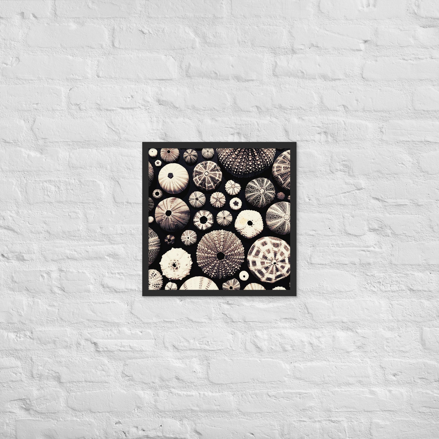 Urchin Glad You Came? - Framed Art -(black background)