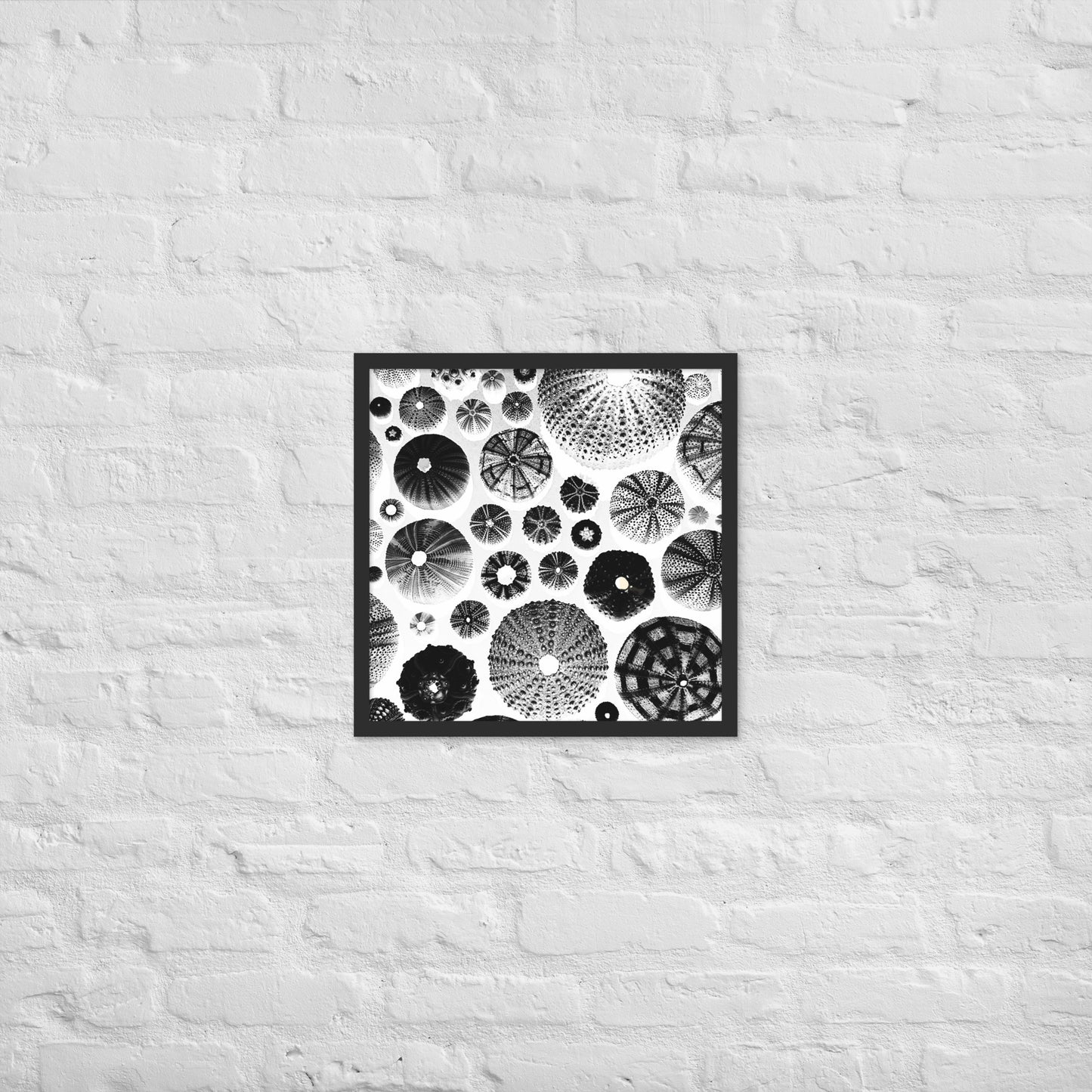 Urchin Glad You Came? - Framed Art -(White Background)