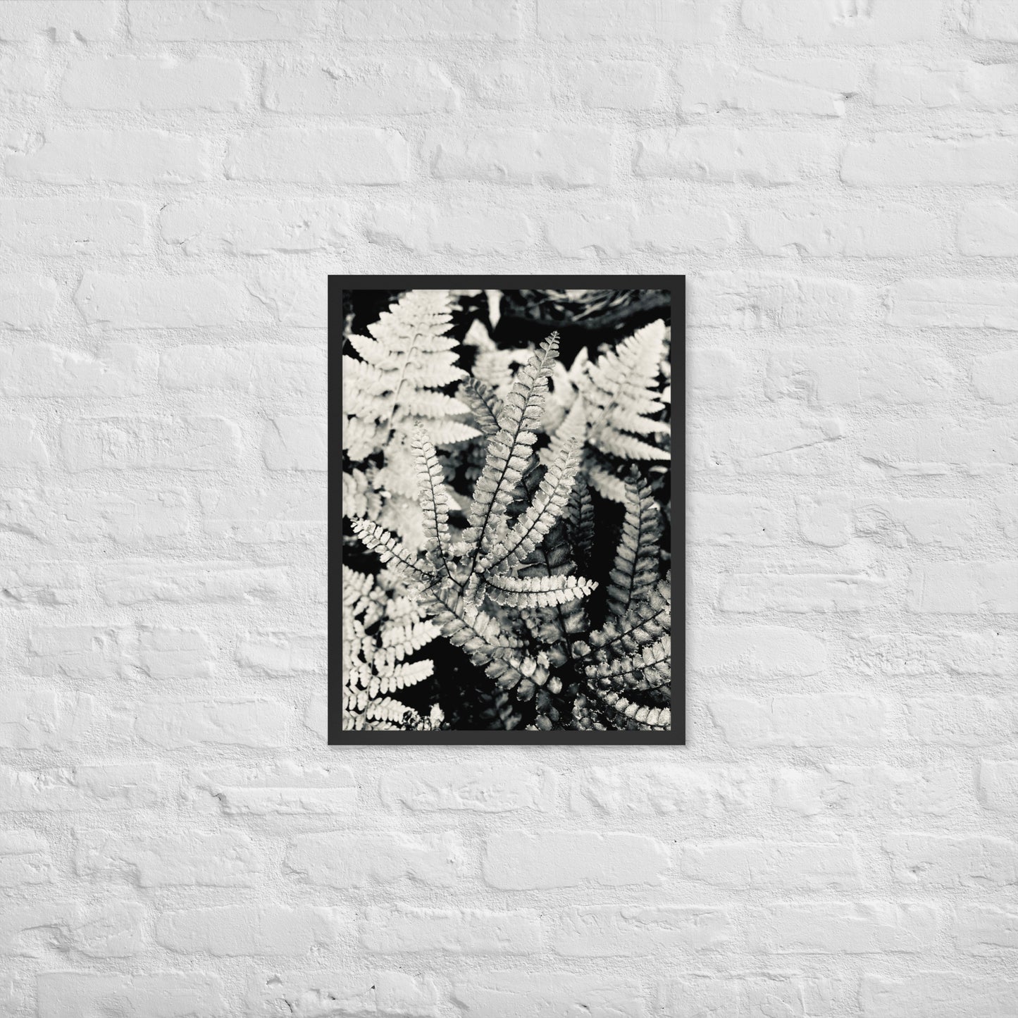 Volcano Fern - Framed Art