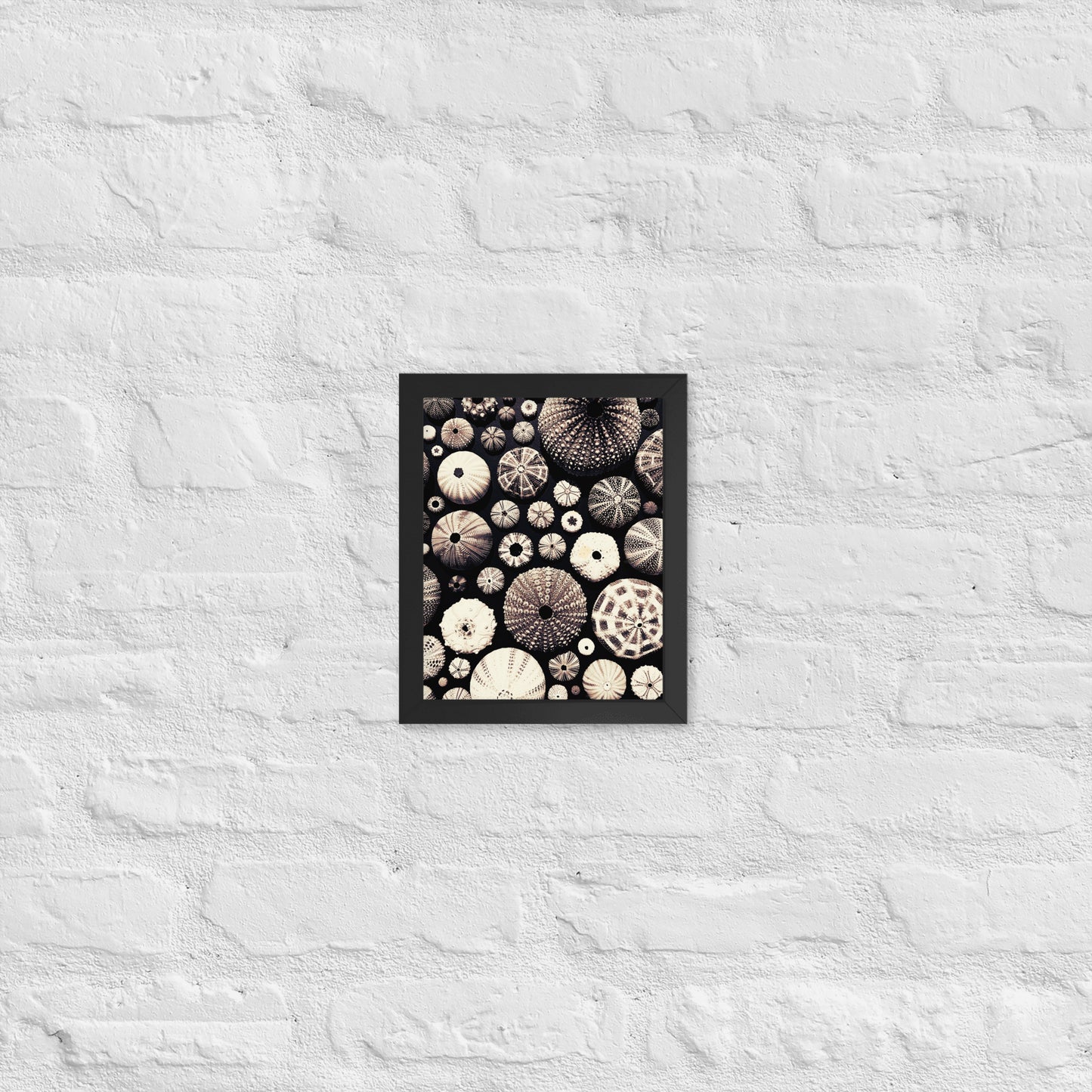 Urchin Glad You Came? - Framed Art -(black background)