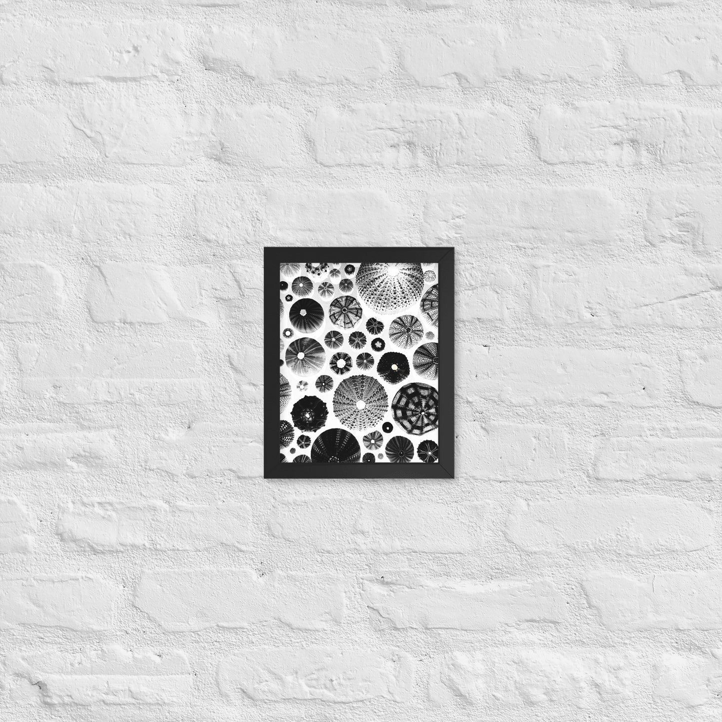 Urchin Glad You Came? - Framed Art -(White Background)