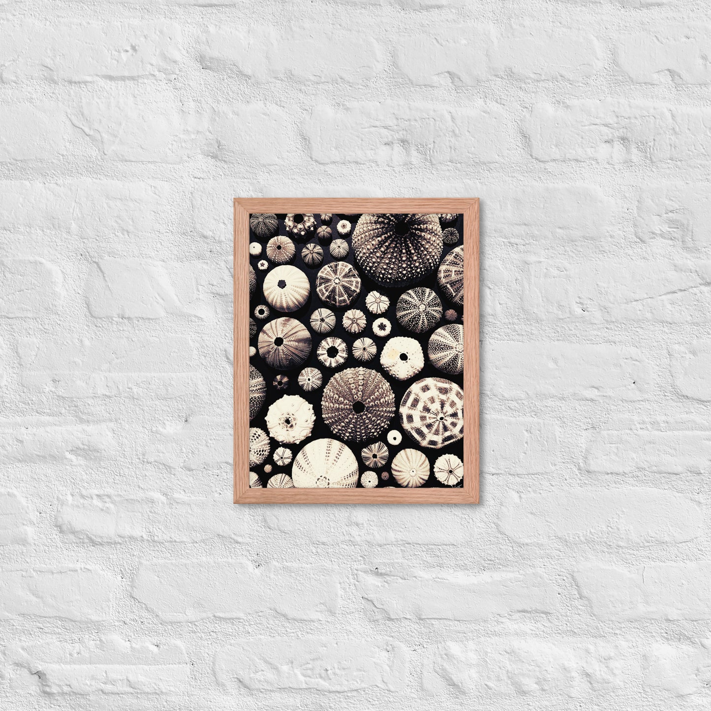 Urchin Glad You Came? - Framed Art -(black background)