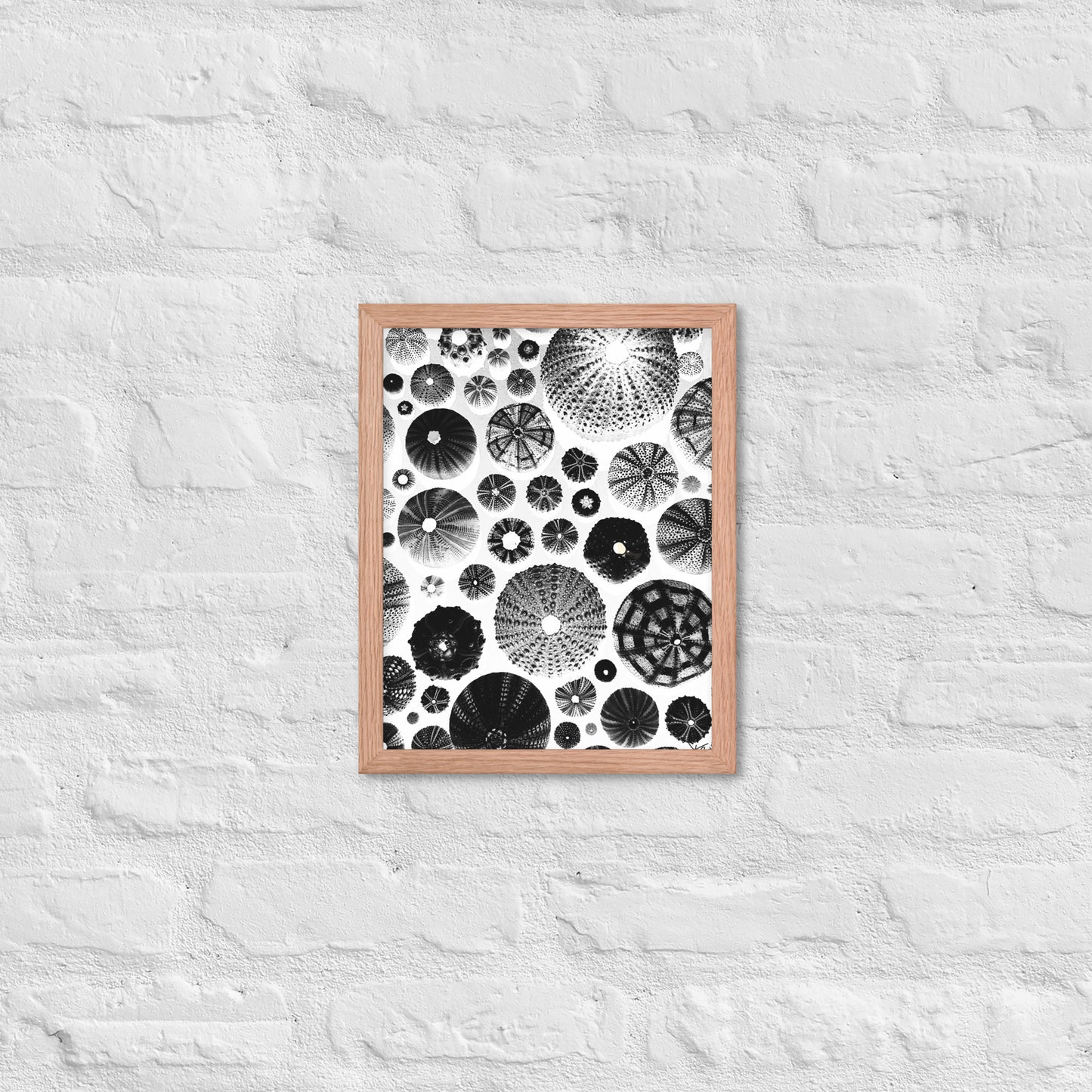 Urchin Glad You Came? - Framed Art -(White Background)