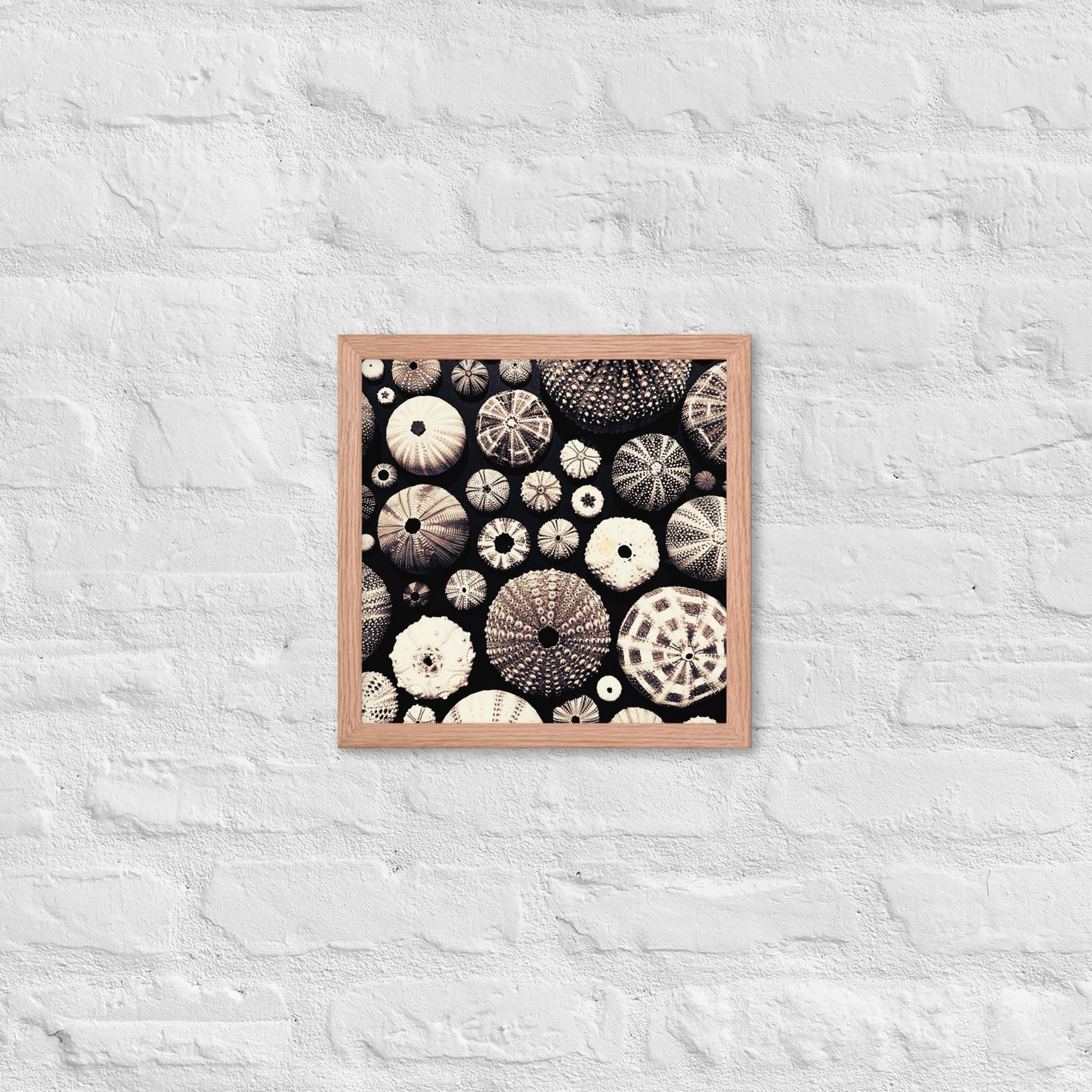 Urchin Glad You Came? - Framed Art -(black background)