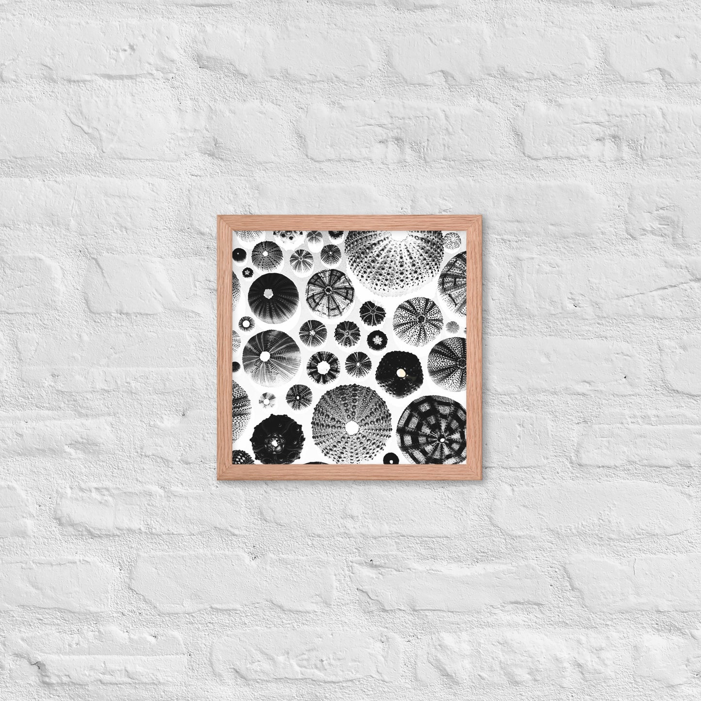 Urchin Glad You Came? - Framed Art -(White Background)