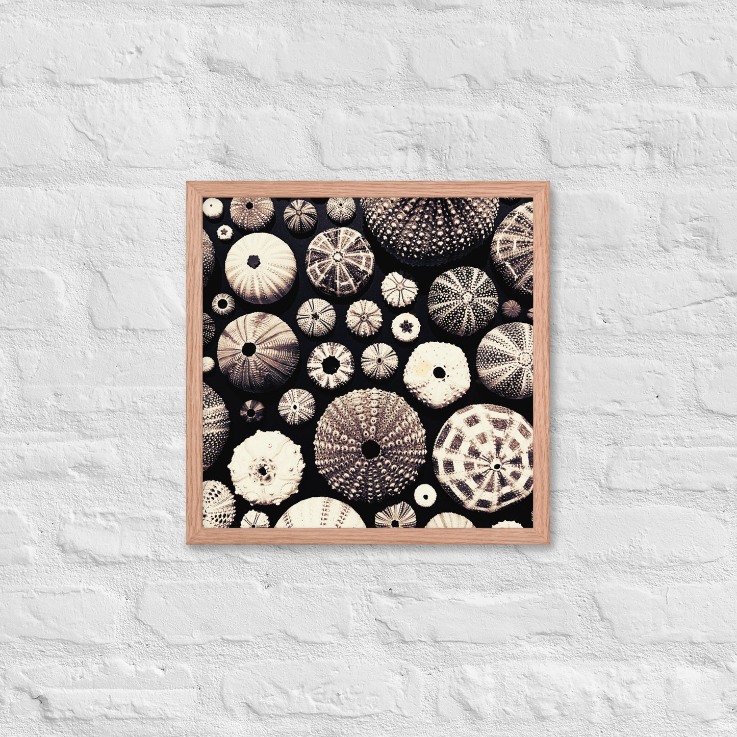 Urchin Glad You Came? - Framed Art -(black background)