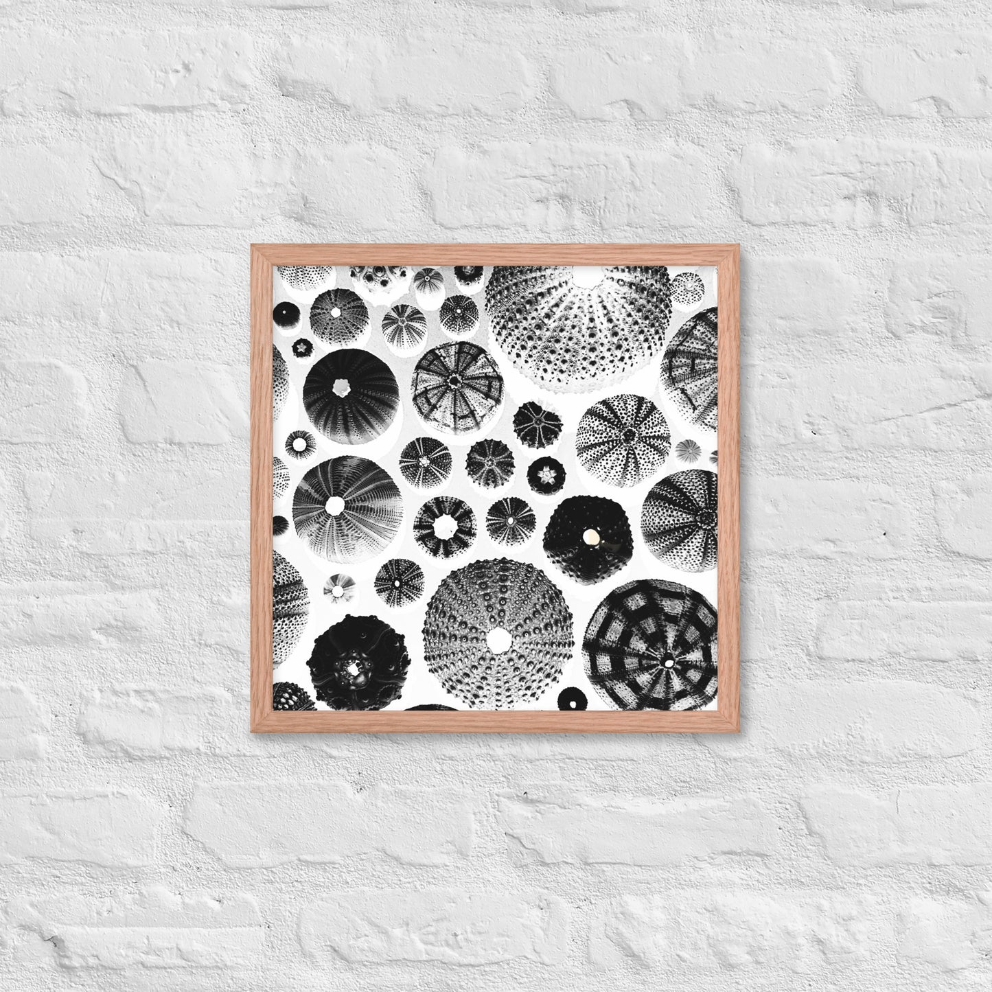 Urchin Glad You Came? - Framed Art -(White Background)