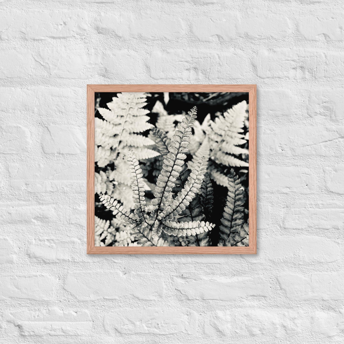 Volcano Fern - Framed Art