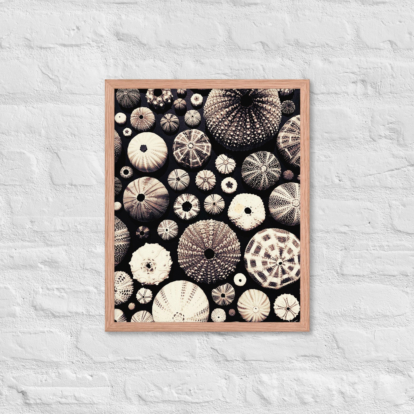 Urchin Glad You Came? - Framed Art -(black background)