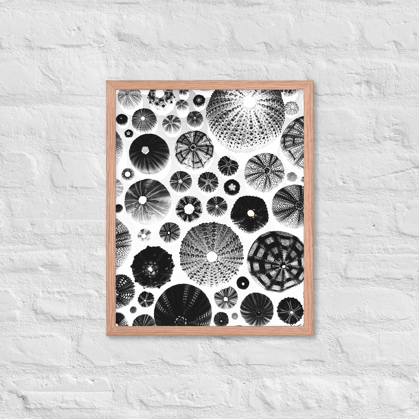Urchin Glad You Came? - Framed Art -(White Background)