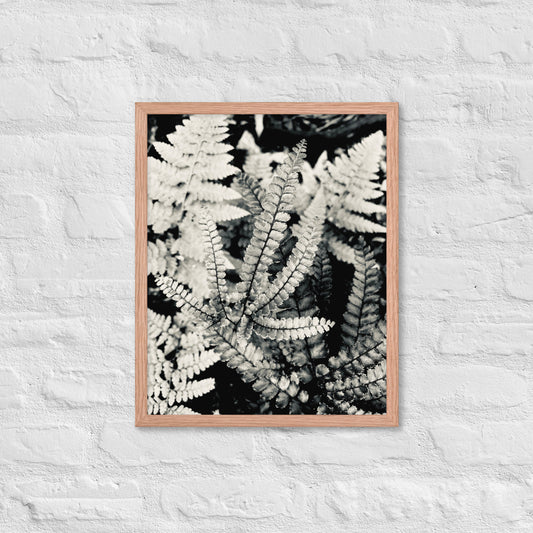Volcano Fern - Framed Art