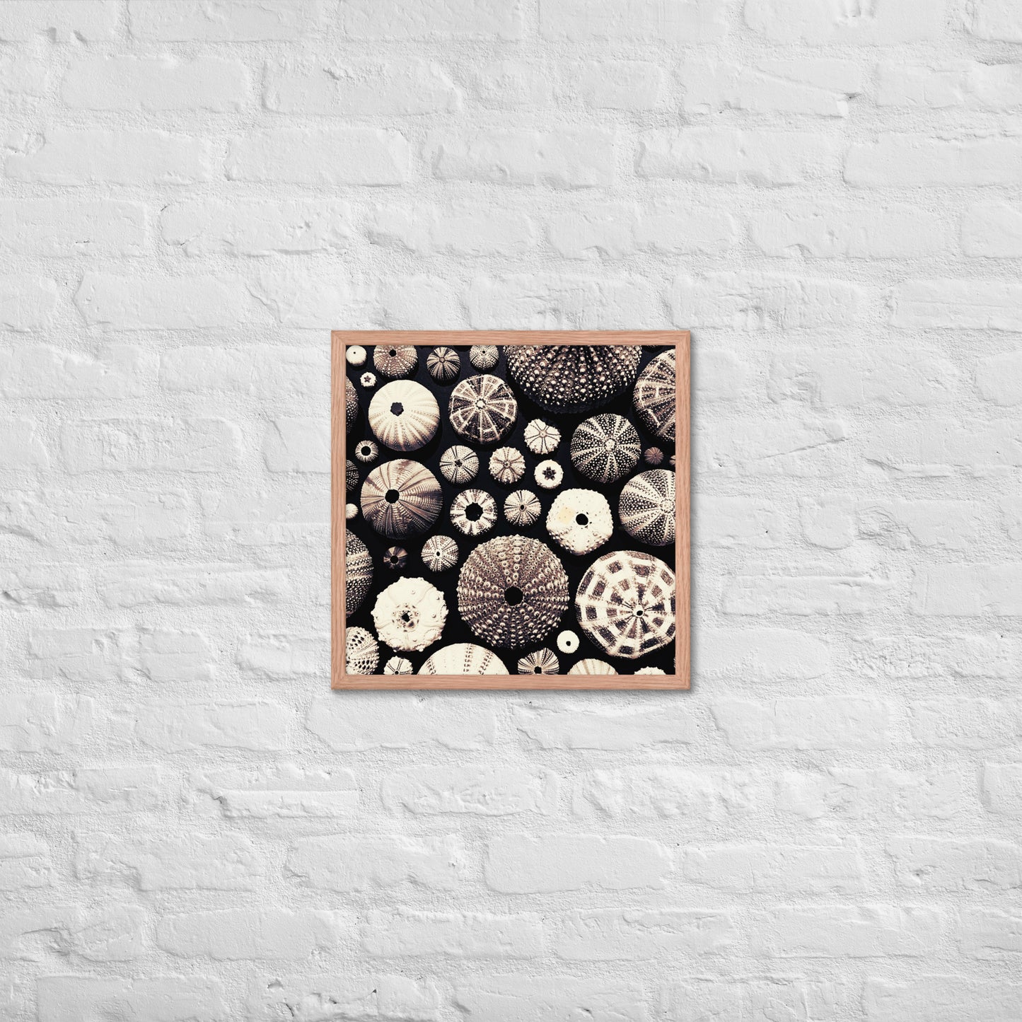 Urchin Glad You Came? - Framed Art -(black background)