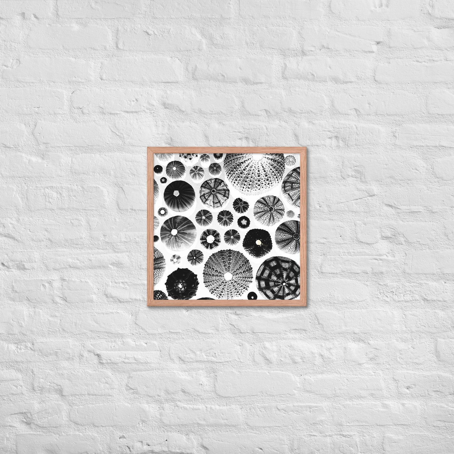 Urchin Glad You Came? - Framed Art -(White Background)