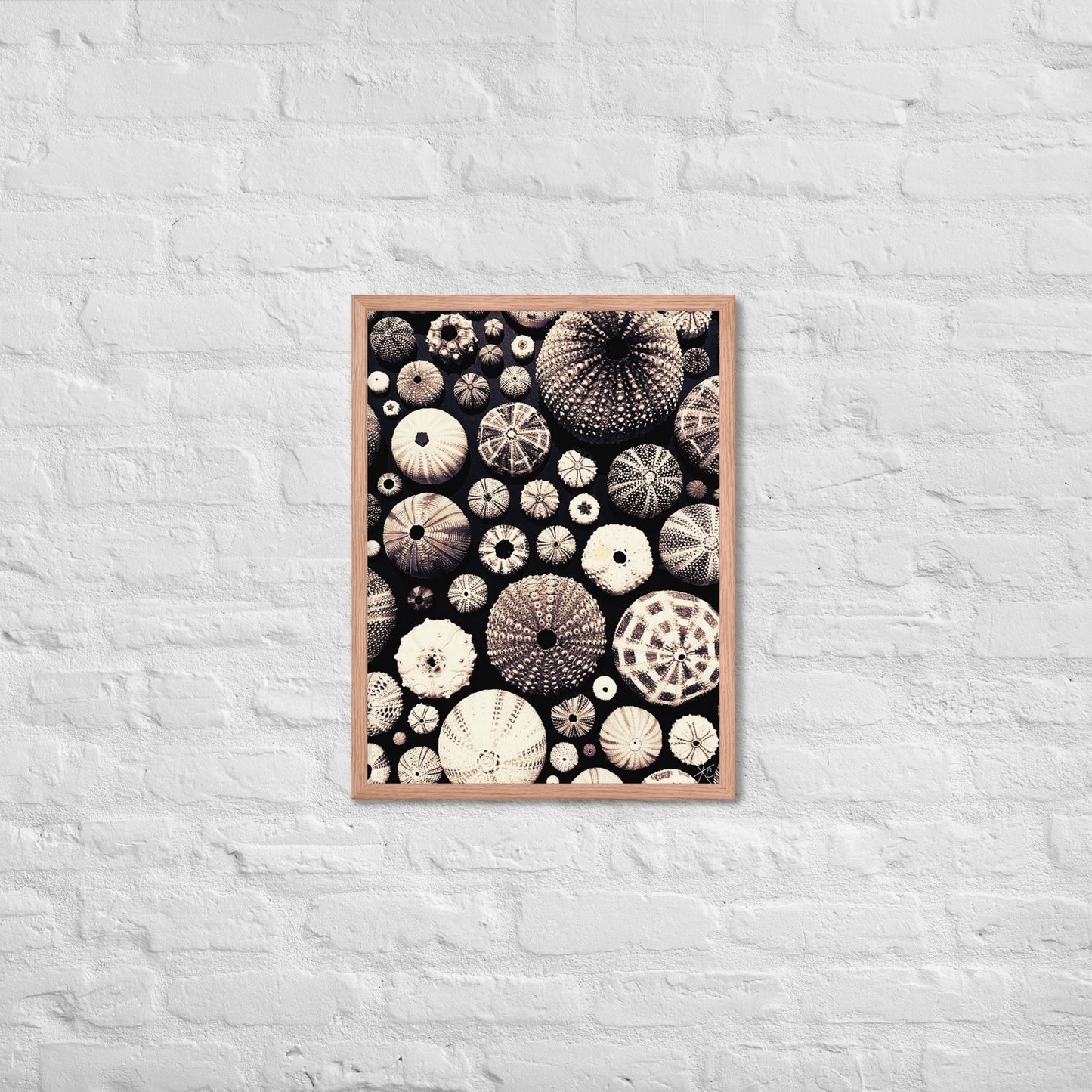 Urchin Glad You Came? - Framed Art -(black background)