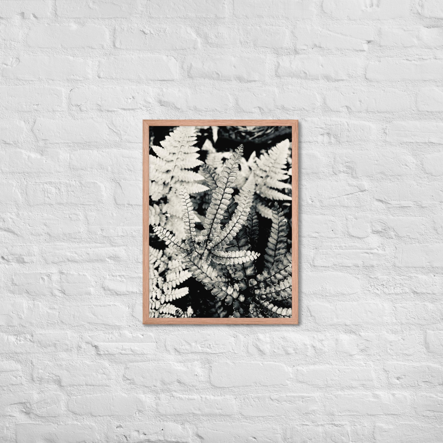 Volcano Fern - Framed Art