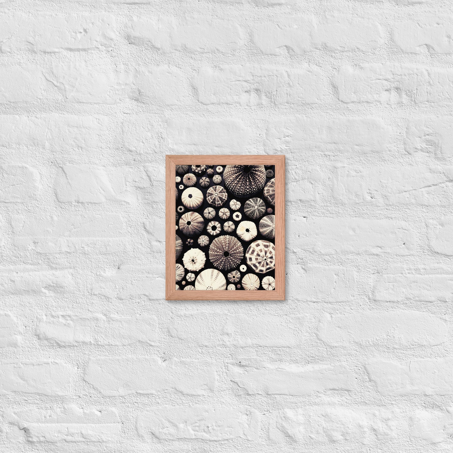 Urchin Glad You Came? - Framed Art -(black background)