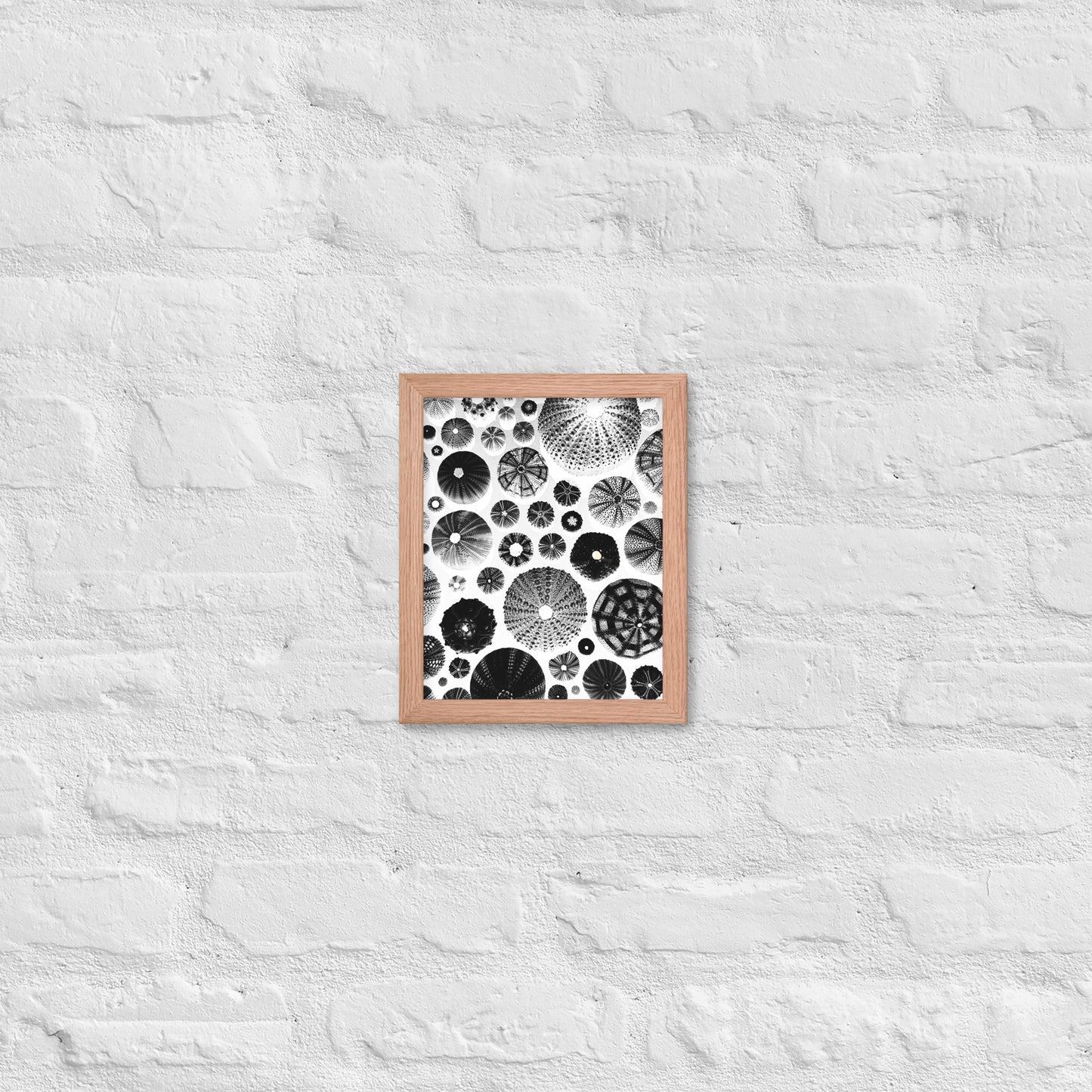 Urchin Glad You Came? - Framed Art -(White Background)