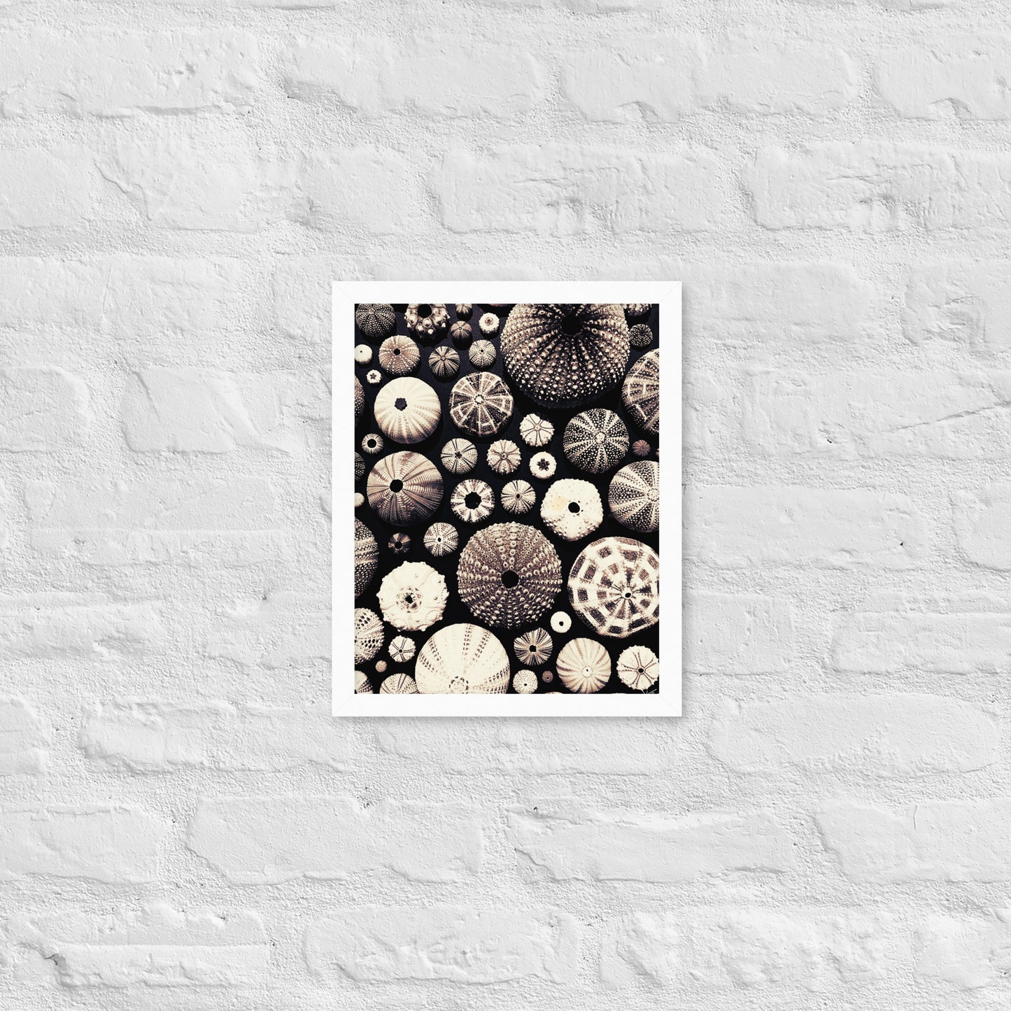 Urchin Glad You Came? - Framed Art -(black background)