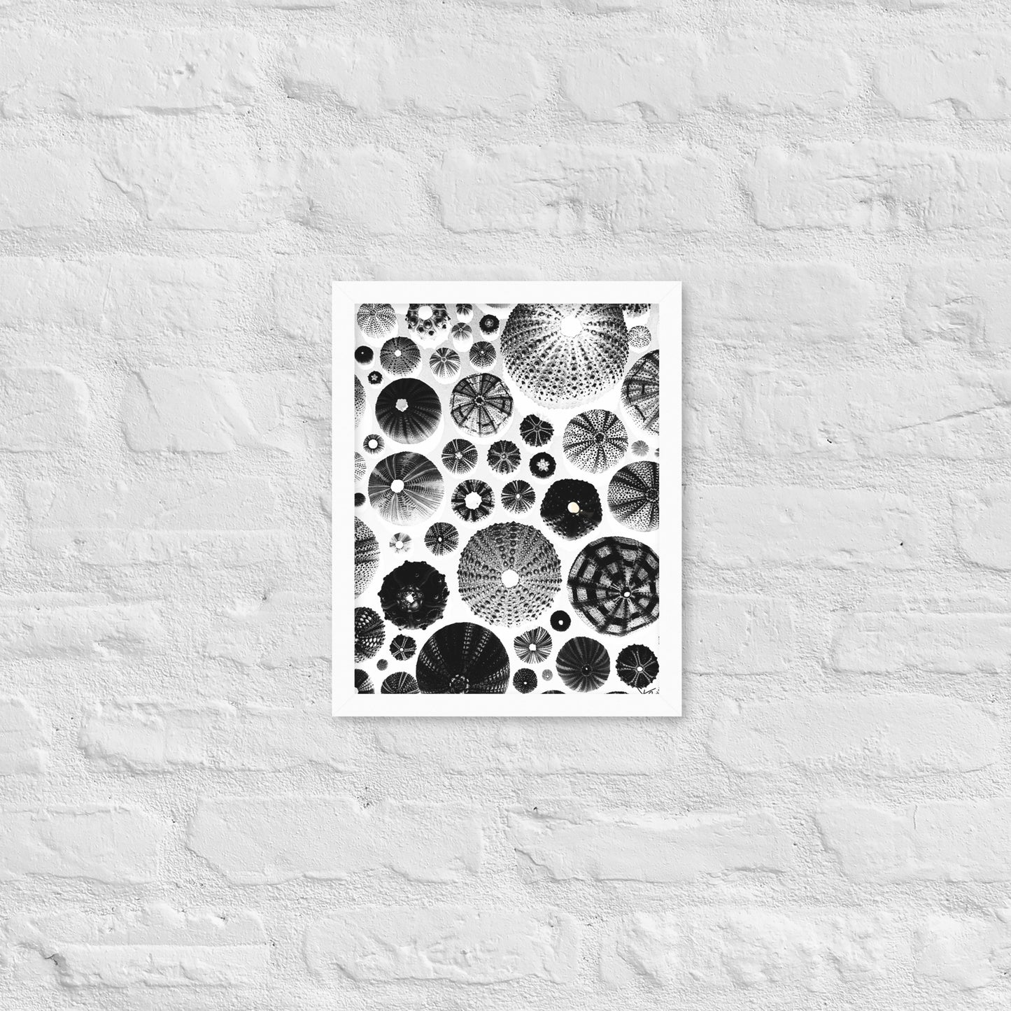 Urchin Glad You Came? - Framed Art -(White Background)