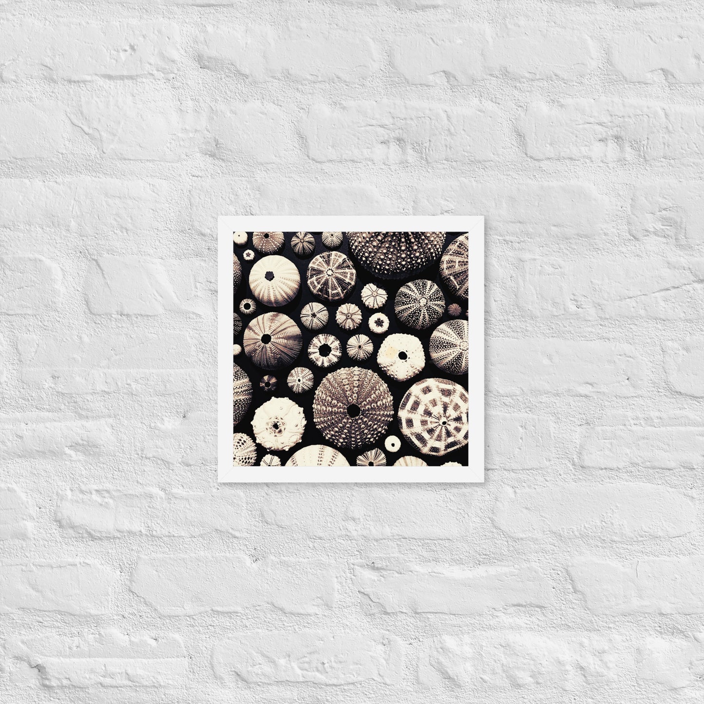 Urchin Glad You Came? - Framed Art -(black background)