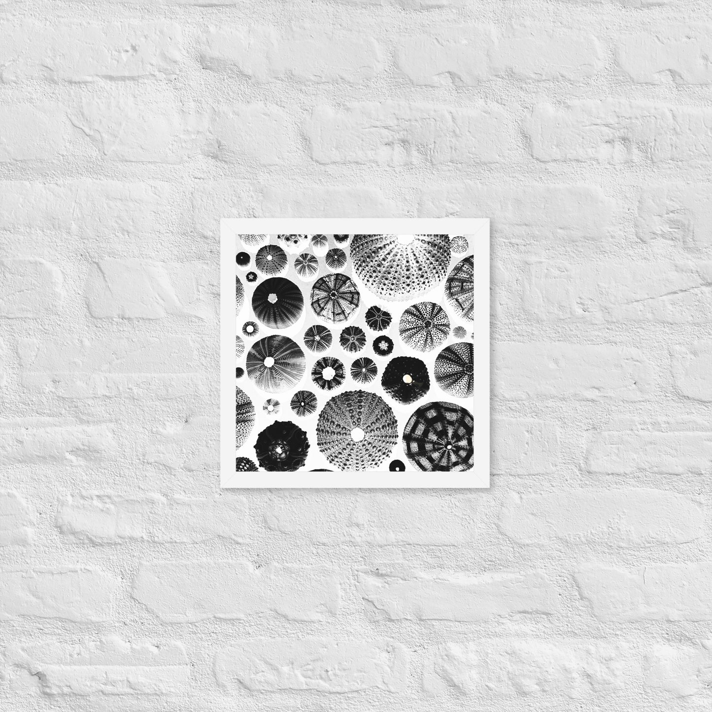 Urchin Glad You Came? - Framed Art -(White Background)