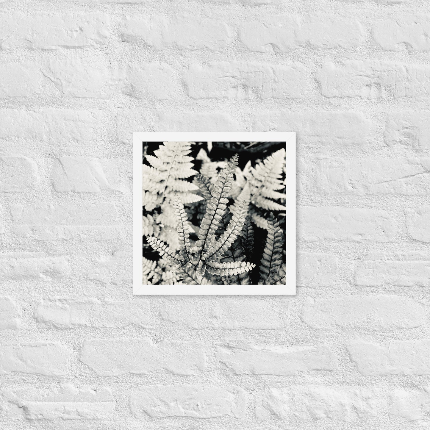 Volcano Fern - Framed Art