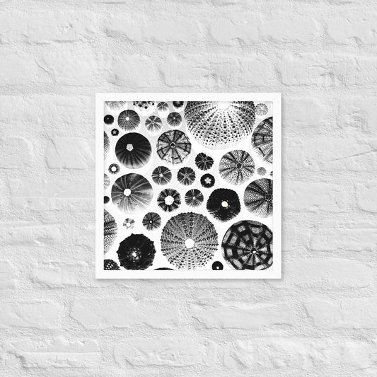Urchin Glad You Came? - Framed Art -(White Background)