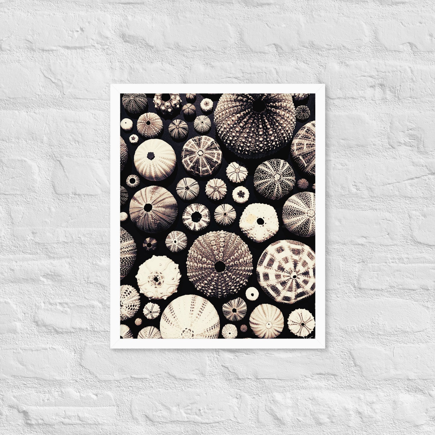 Urchin Glad You Came? - Framed Art -(black background)