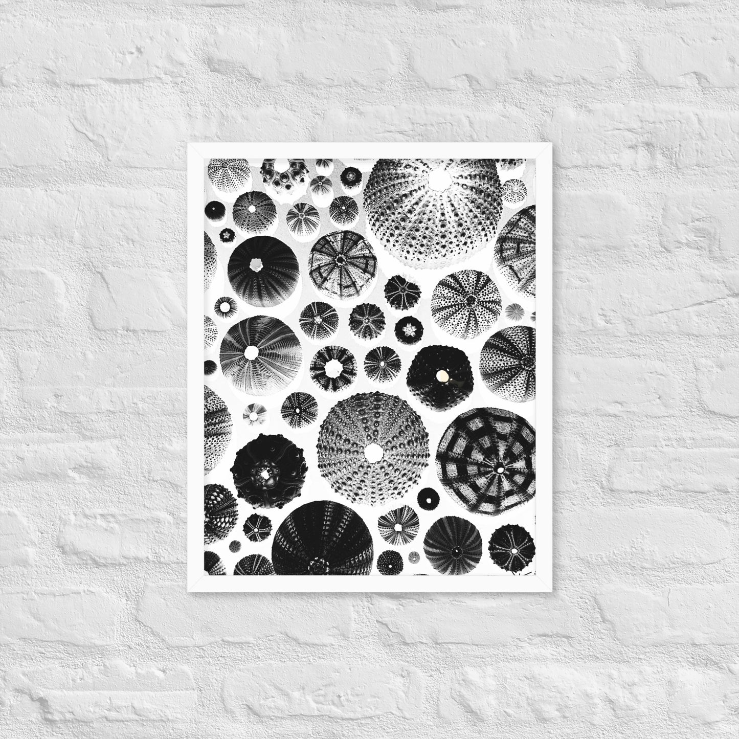 Urchin Glad You Came? - Framed Art -(White Background)